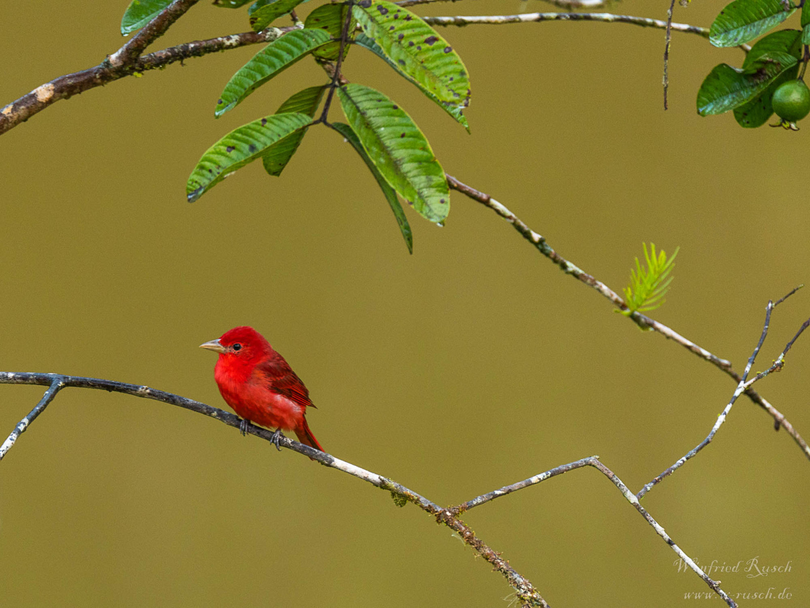 image Summer Tanager